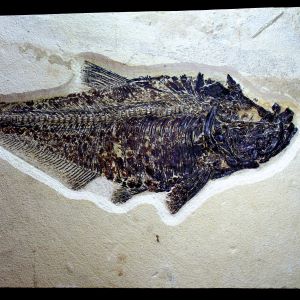 Diplomystus dentatus_USA_96